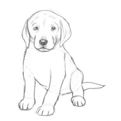 How to draw a puppy