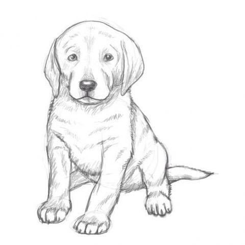 How to draw a puppy