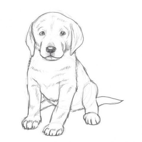 How to draw a puppy